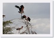 03LakeManyara - 45 * Yellowbilled Storks.